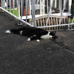 Cat Sleeping #2