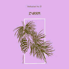 Herbarium No 031 - Zvrra - Pinus Strobus
