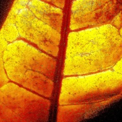 electricity is an organic matter.