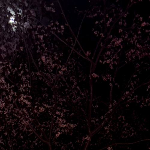 The Willow Tree (prod. GloBeats)