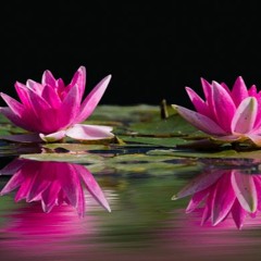 You Are A Water Lily Inside My Heart Lake