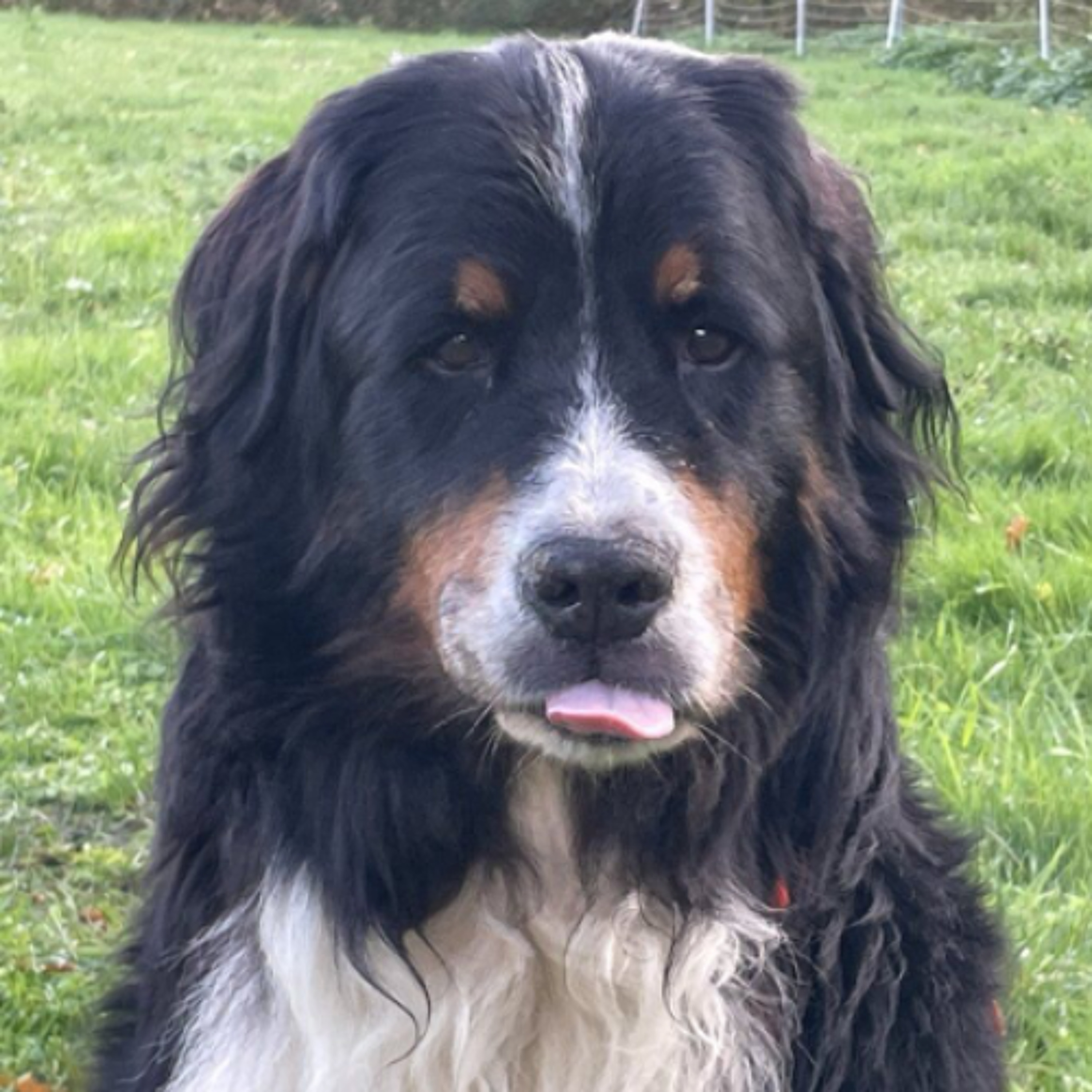 Körbchen gesucht vom 18.03.2026 - Hund Zander episode artwork