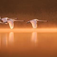 Dolina Mgieł- Łabędzie pióra. Swans feather wings