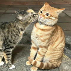 yêu với chả đương