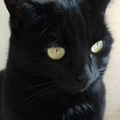 Épisode 42 - Le chat noir, toujours mal-aimé ?