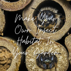 Make Your Own Insect Habitat In Your Garden