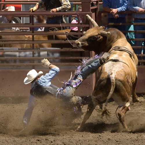 Stream episode Buda's Bull Riding and Mutton Busting Rodeo by BACC TALK