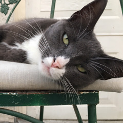 Where Did You Sleep Last Night (cover)