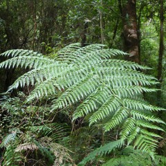 Del dicho al hecho hay un gran Helecho
