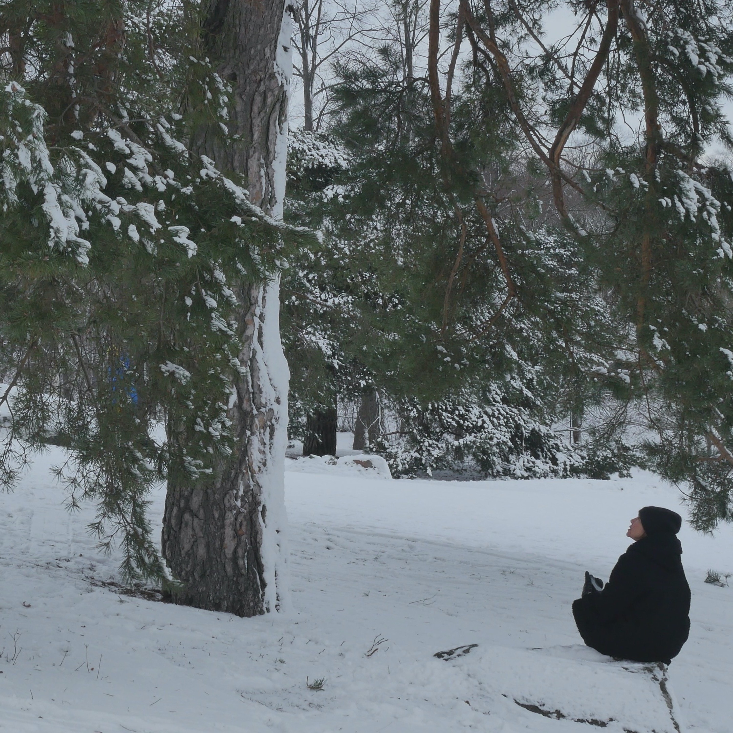 Pondering With A Pine In The Park - 1 episode artwork