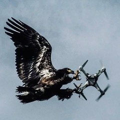 Planeview(freestyle)