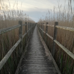 Photo sonore Camargue_2022