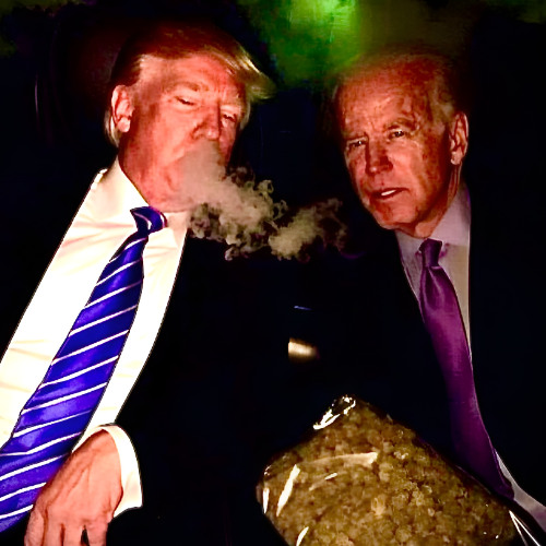 Different Type of Fly