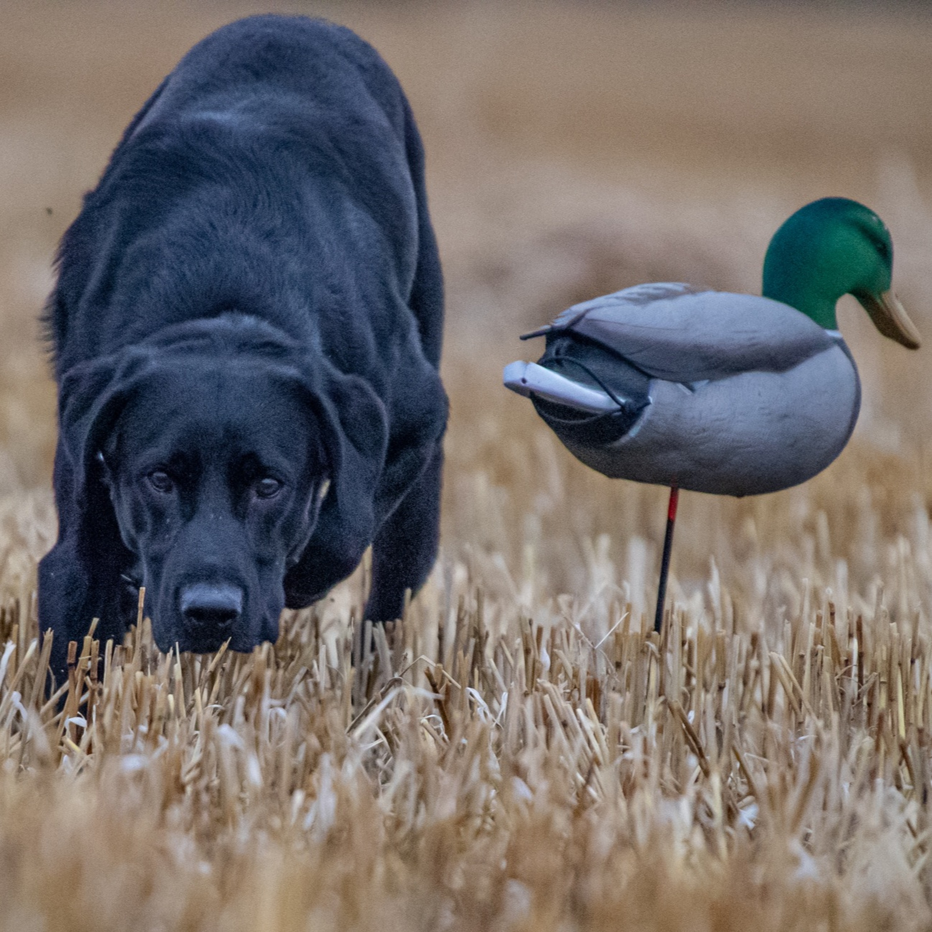 The Fowl Life