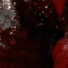 blasphemer - shoutout Yall Uk Drillys out Dea Dis a Sad breakup Song im Miserable Haha im Miserabaal