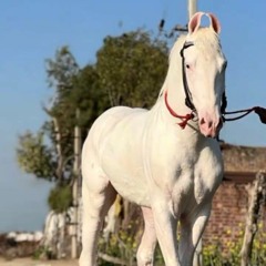 Chorni Sidhu Moosewala