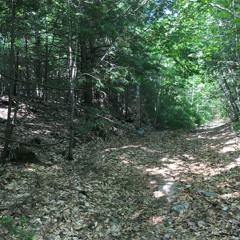 Old Road in the Woods
