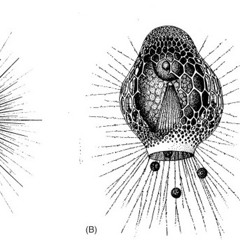 Radiolarie