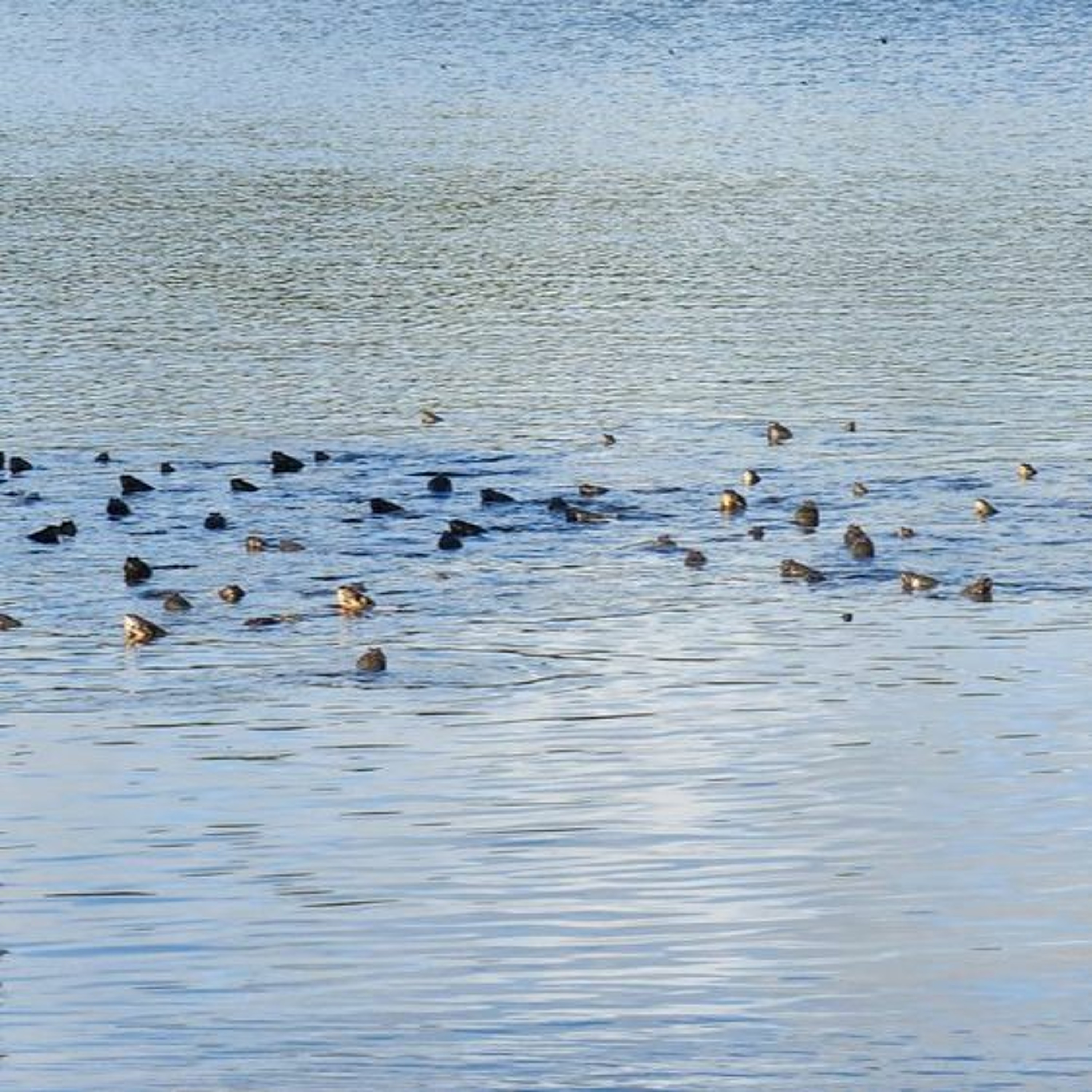 Alô 21/02/24: comunitários promovem soltura de 1,4 mil filhotes de tartarugas em Coroca