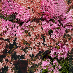 lost&young (prod. zakk)