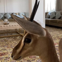 Mohammed Abdu 🦌