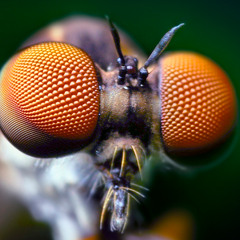 The Giant Fly Attack