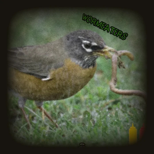 Bird