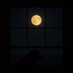 Ghost in My Room