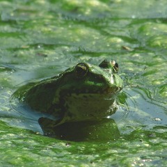 amphibian (frogs would fw this beat)