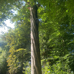 impro4freeminds-spring-marble-solenoid