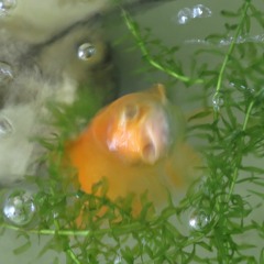 隠した思考 hidden thoughts