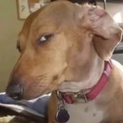 Pizda Ogien Palestyna