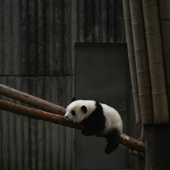 pandabuy prod. cB reelz