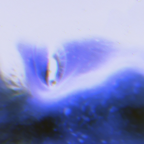 EUPHORIA