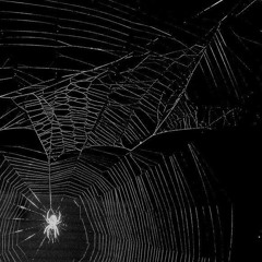 Spider Webs