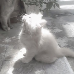 kutta .gloc