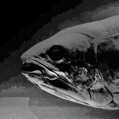 Raw Nerve One 2010_HD