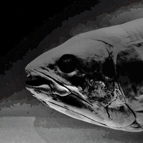Raw Nerve One 2010_HD