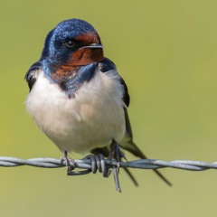 Barn Swallow Song - MixPre - 6638