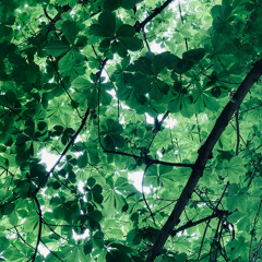 Threadbare (updated version)