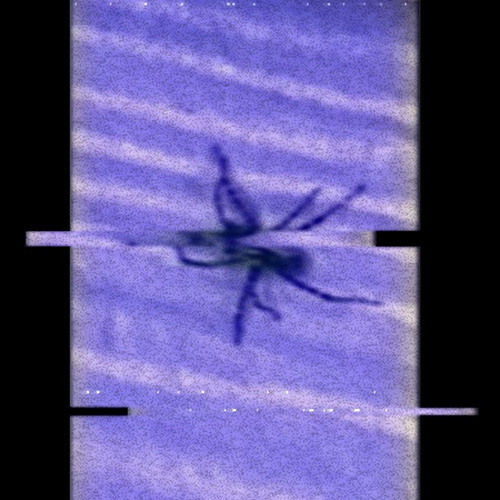 spider! (144) @prod.evil_laugh