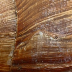 Four Flutes For Flaubert