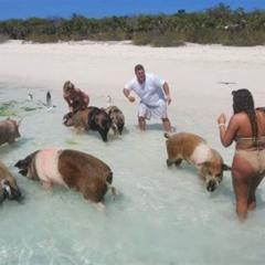 Review Special Price Swim With The Pigs And Explore Caves In Nassau