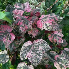 Oh Comely - Neutral Milk Hotel (Bedroom Cover)