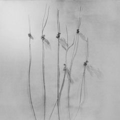 Muhd - Severing - Excerpt