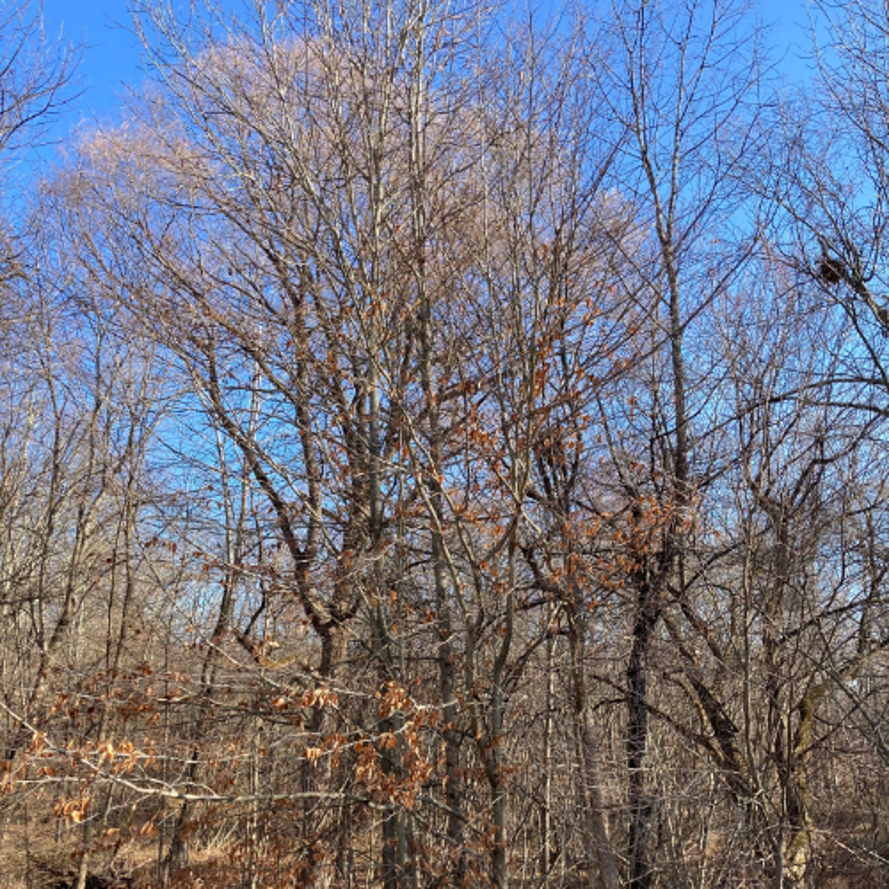 A Thanksgiving Reflection