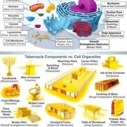 Kate Shemirani Compares Tabernacle Components To Cell Organelles