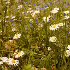 You needed love, I needed you - Angelo de Augustine (short cover by Louise)