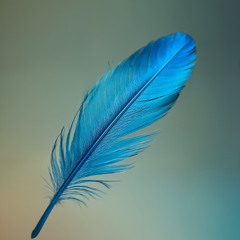 Feathers
