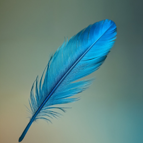 Feathers